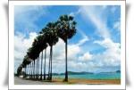 หาดดงตาล